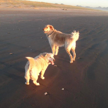 Fujifilm Black Cameras-and-accessories