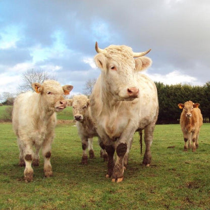 Sony Pink Cameras-and-accessories