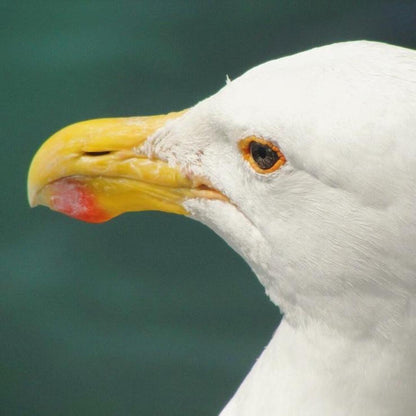 Sony Black Cameras-and-accessories