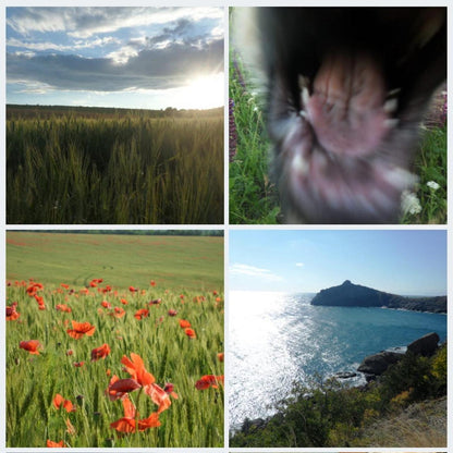 Samsung Black and Blue Cameras-and-accessories