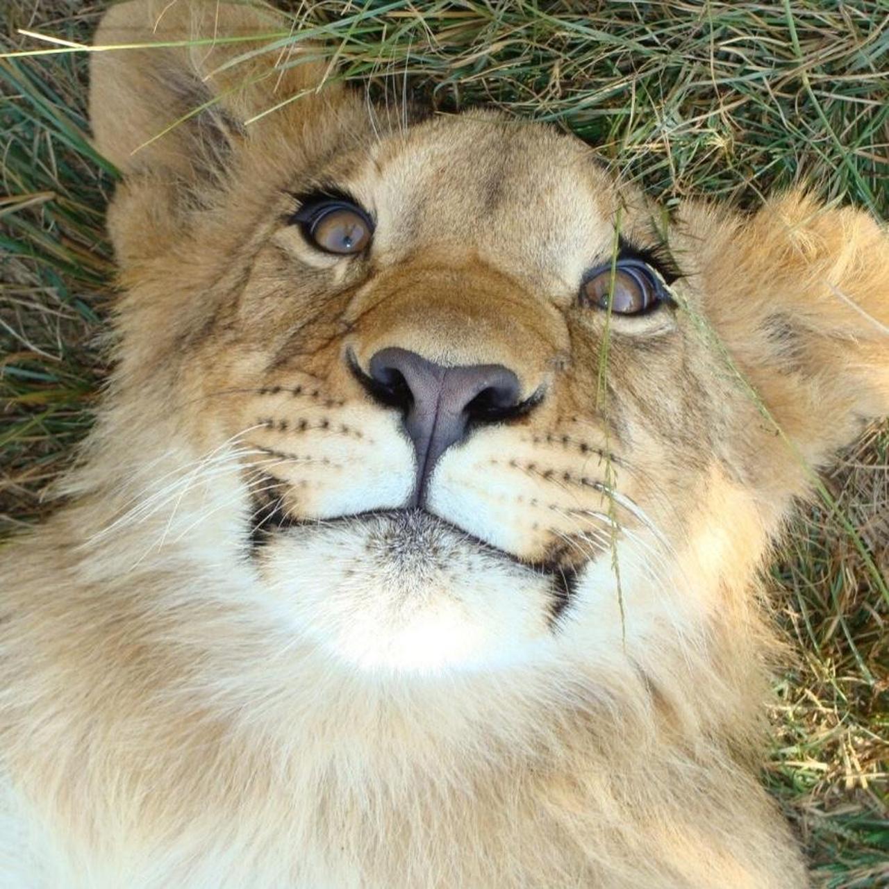 Sony Black Cameras-and-accessories