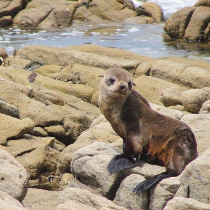 Sony Black Cameras-and-accessories