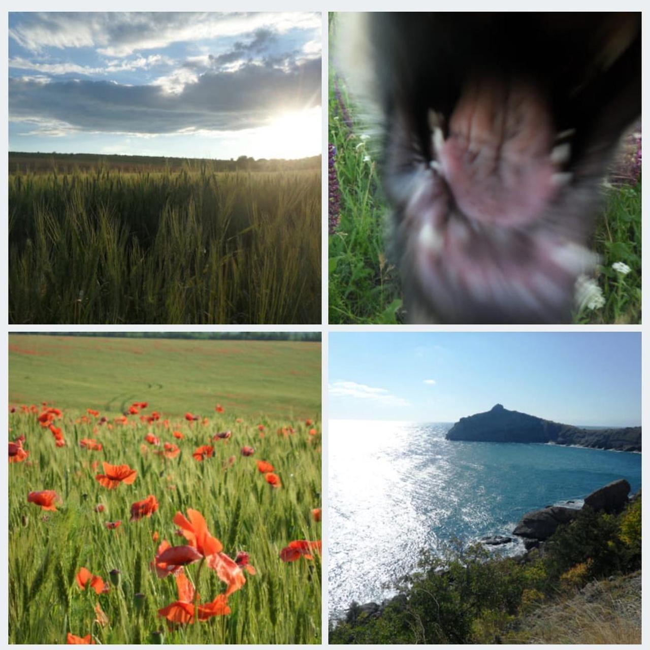 Samsung TL220 | dual screen 12.2 megapixel digital camera