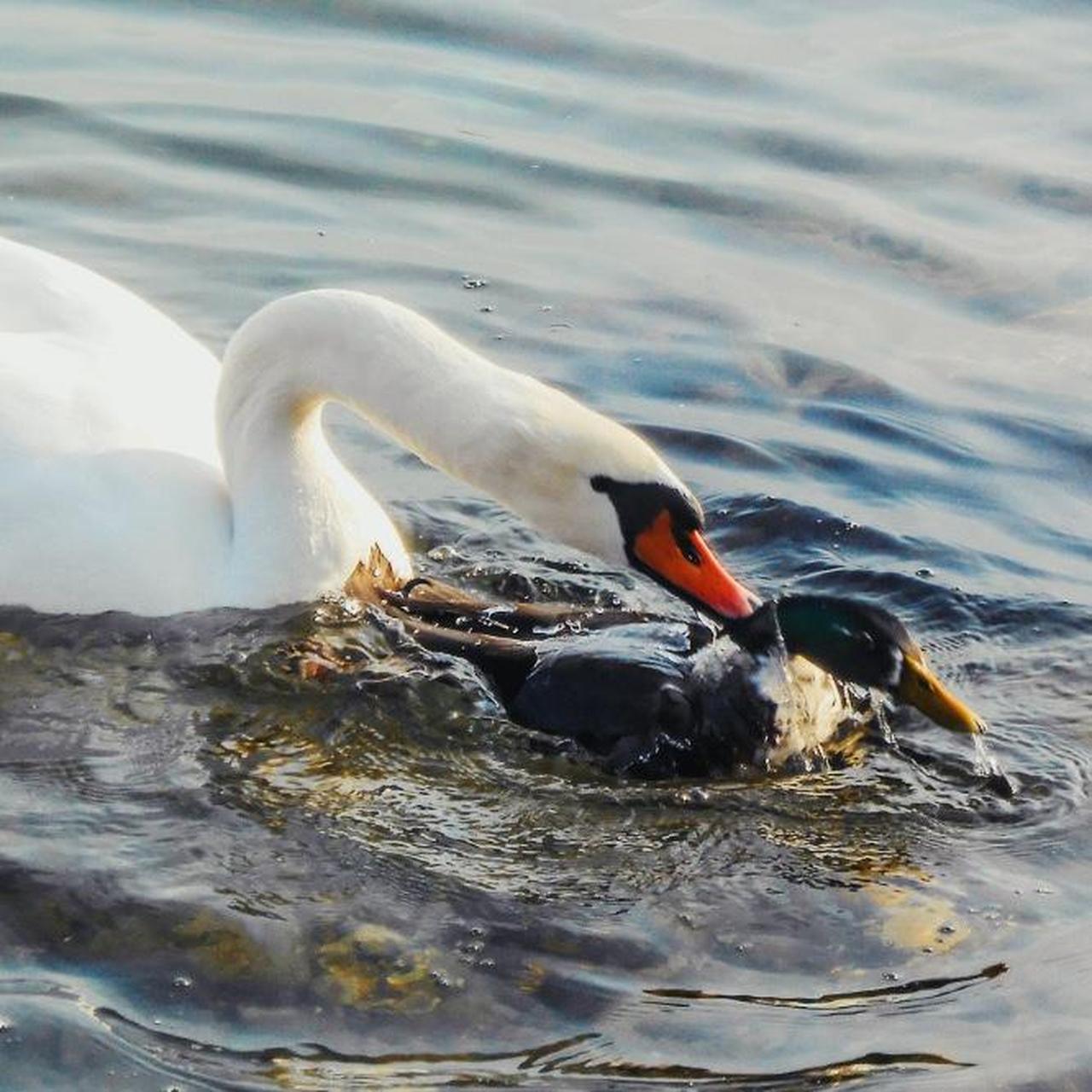 Nikon Blue Cameras-and-accessories