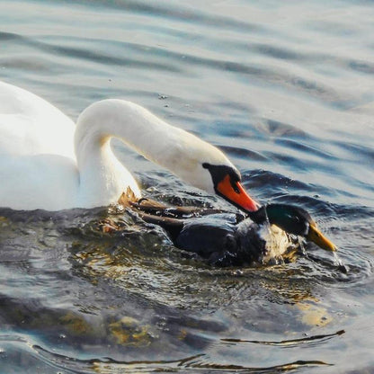 Nikon Blue Cameras-and-accessories