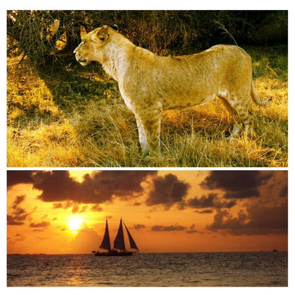 Sony Pink Cameras-and-accessories