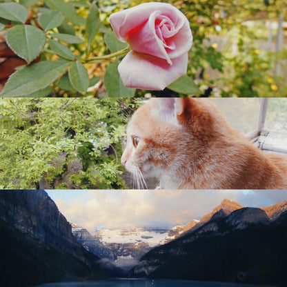 Nikon Blue Cameras-and-accessories