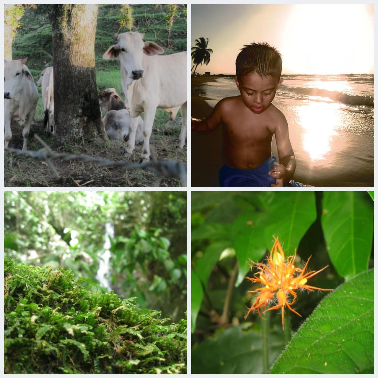 Canon Silver and Grey Cameras-and-accessories